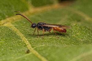 hormiga macho alada adulta foto