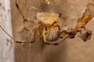 araña viuda marrón hembra adulta foto