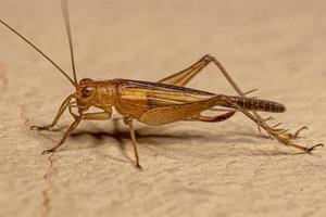 Adult True Cricket photo