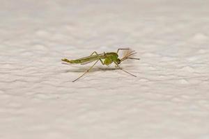 mosquito adulto que no muerde foto