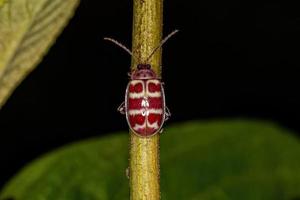 Adult Flea Beetle photo