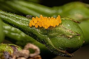 huevos de escarabajo asiático foto