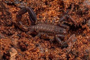 Adult Arrowbreasted Scorpion photo