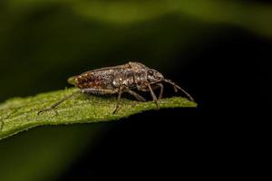 Adult Seed bug photo