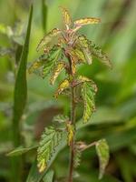 Small Angiosperm Plant photo