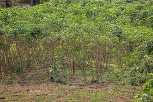 varias plantas de yuca foto