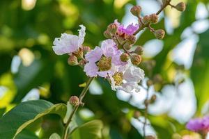 Giant Crape-Myrtle Tree photo