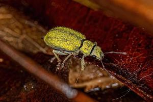 Adult Broad-nosed Weevil photo