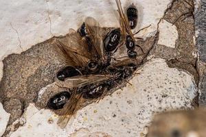 hormigas cocteleras hembras adultas foto