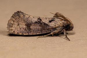 Adult Grass Tubeworm Moth photo