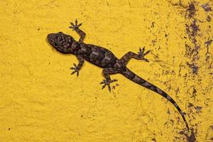 gecko de la casa tropical foto