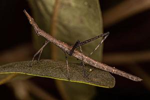 saltamontes palo neotropical foto