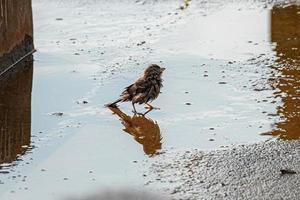 pájaro gorrión macho adulto foto