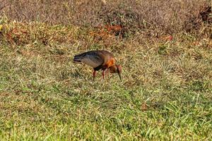 Buff necked Ibis photo