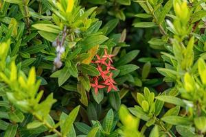 Red Jungle Flame Plant Flower photo