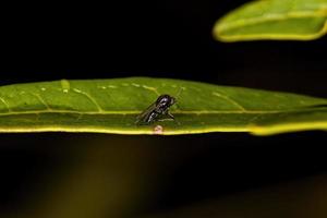 mosca nematoceran adulta pequeña foto