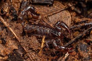 Small Black Scorpion photo