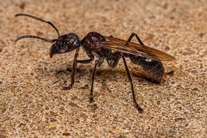 Adult Bullet Ant Queen photo