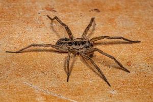 Adult Male Wolf Spider photo