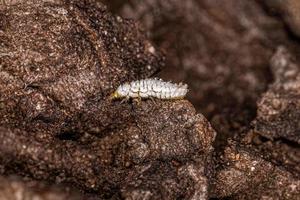 Lady Beetle Larva photo