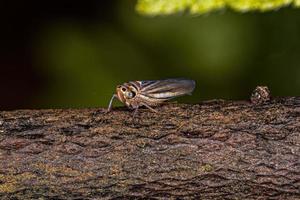 Adult Sharpshooter Insect photo