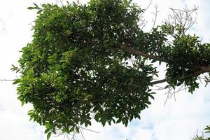 angiosperm fig tree photo