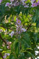 Giant Crape-Myrtle Tree photo