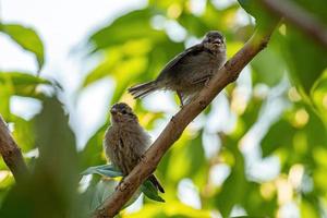 Small House Sparrow photo