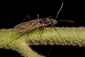 Adult Male Winged Carpenter Ant photo