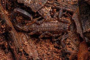 Adult Arrowbreasted Scorpion photo