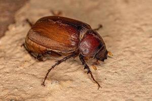 Adult June Beetle photo