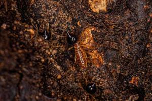 termitas nasute adultas foto
