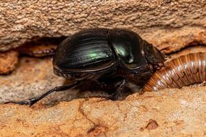 pequeño escarabajo coprófago adulto foto