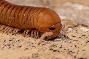 Ddult Millipede Arthropod photo