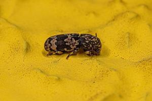 Adult Fungus Weevil photo