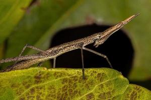 saltamontes palo neotropical foto