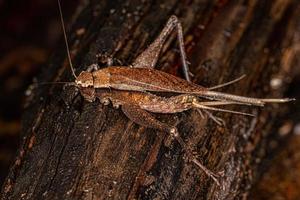 Adult True Cricket photo