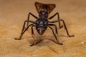 Adult Bullet Ant Queen photo