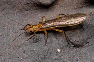 insecto mosca de la piedra común adulto foto