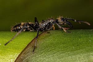 Adult Female Ponerine Ant photo