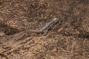 pequeño lagarto de tierra foto