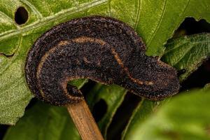 Adult Leatherleaf Slug