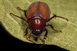 Adult June Beetle photo