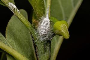 White Scale Insects photo