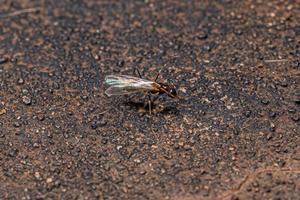 Adult Male Ant photo