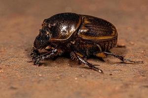 Adult Gazelle Scarab photo