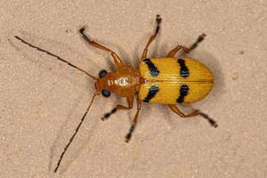 Yellow adult leaf beetle photo