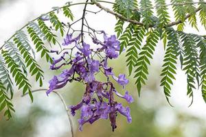 Blue Jacaranda Tree photo