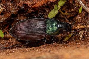 escarabajo de tierra adulto foto