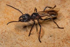 Adult Bullet Ant Queen photo